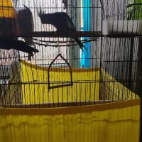 عروس هلندی سرحال سالم با قفس تمام تجهیزات