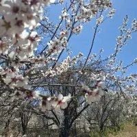 باغ ۸۰۰ متری