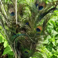 پرطاووس طبیعی|صنایع دستی و سایر لوازم تزئینی|رشت, هلال احمر|دیوار