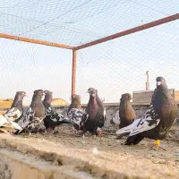 کبوتر سینه سیاه(سینه زرد)|پرنده|لنجان, |دیوار