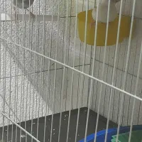 فروش یک جفت فنچ نرگسی و یک عدد سهره قناری ماده|پرنده|خرمدره, |دیوار