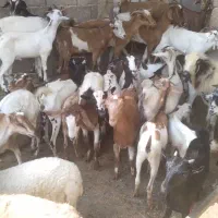 کهره نر و بز با قصابی خود بندرعباس|حیوانات مزرعه|بندرعباس, |دیوار