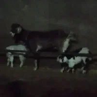 بز با دو بزغاله|حیوانات مزرعه|اردبیل, |دیوار