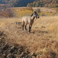 فروش اسب و مادیان
