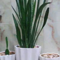 گل وگلدان شیک وتمیز...