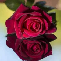 استخدام درهتل