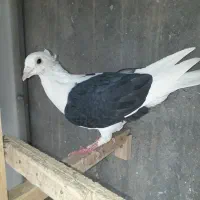 دوکت پلاکی گراف کاکلی/سارسرور/نواری کت سفید/چپ|پرنده|مشهد, نیروی هوایی|دیوار