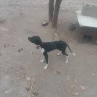 توله میکس|سگ|گلی داغ, |دیوار