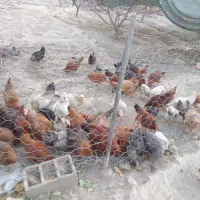 مرغ خانگی|حیوانات مزرعه|چناران, |دیوار