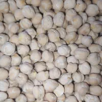 نخود بذری مدتی