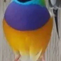 زیباتر از نقاشی پرنده ای رویایی