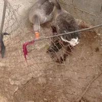 غاز نر وماده|حیوانات مزرعه|کوه چنار, |دیوار