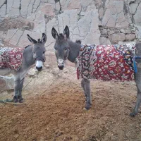 دوتا خر|حیوانات مزرعه|ایذه, |دیوار