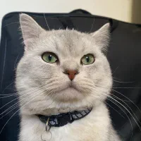 گربه نره جهت جفت گیری