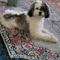 مژدگانی سگ گمشده 10 میلیون