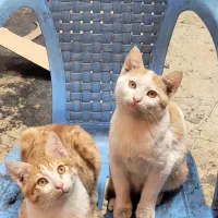واگذاری گربه نارنجی خوشگل و با نمک