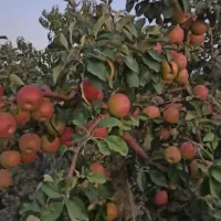 باغ-میوه-بعد-از-میدان-معلم