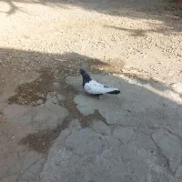 کفتر