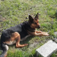 ژرمن ماده باهوش وقوی