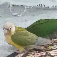 گمشده طوطی،گرینچیک