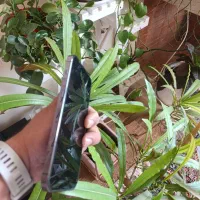 آیفون ۱۴پرومکس ۱۲۸|موبایل|شیراز, شهرک بزین|دیوار