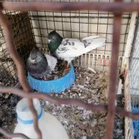 کفتر کبوتر کله سبز درجه یک به شرط همه چی میدم