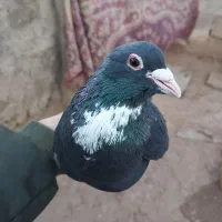 40 تا نرسوراخ