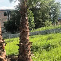 فروش پالم و یوکا و سیکاس