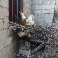 سه عدد مرغ تخم گذار به فروش می‌رسد