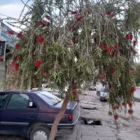 باغبانی|خدمات باغبانی و درختکاری|یزد, |دیوار