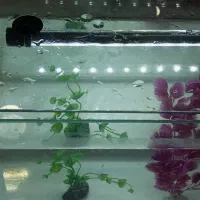 اکواریوم شرکتی