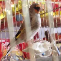 سهره نر|پرنده|سیرجان, |دیوار