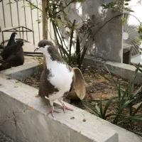 کبوتر ماده خوشرنگ سرخ|پرنده|شهرضا, |دیوار