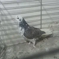 کفتر پرشی|پرنده|اردکان, |دیوار