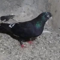 کفتر