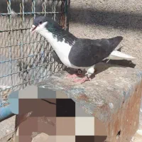 کفتر ساده چپ سیاه
