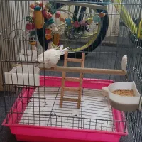 عروس هلندی آلبینو (کنارک)