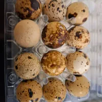 تخم بلدرچین