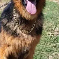 معاوضه قناری رسمی بلند و سگ ژرمن