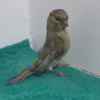 قناری ماده آماده
