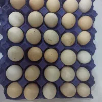 تخم مرغ محلی و اورگانیک