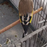 سهره جوجه قفس