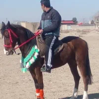 اسب|اسب و تجهیزات اسب‌سواری|تنکمان, |دیوار