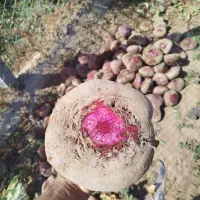 چغندر لبو|خوردنی و آشامیدنی|تاکستان, |دیوار