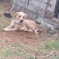 فروشی|سگ|قره ضیاالدین, |دیوار