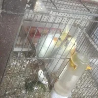 عروس هلندی در همه نژاد|پرنده|باسمنج, |دیوار