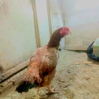 مرغ لاری ترک خاردار