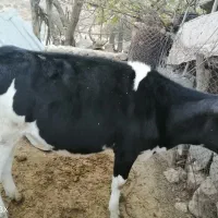 دوعدد گوساله ۱ ساله