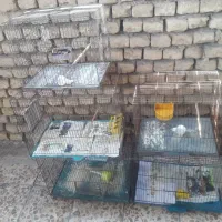 ۵ عدد قفس بزرگ همه باهم