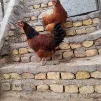 فروش مرغ تخم گذار